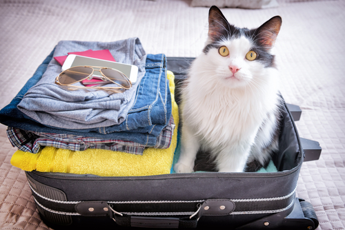 Poor cat waiting in the suitcase as owner is getting ready for holiday